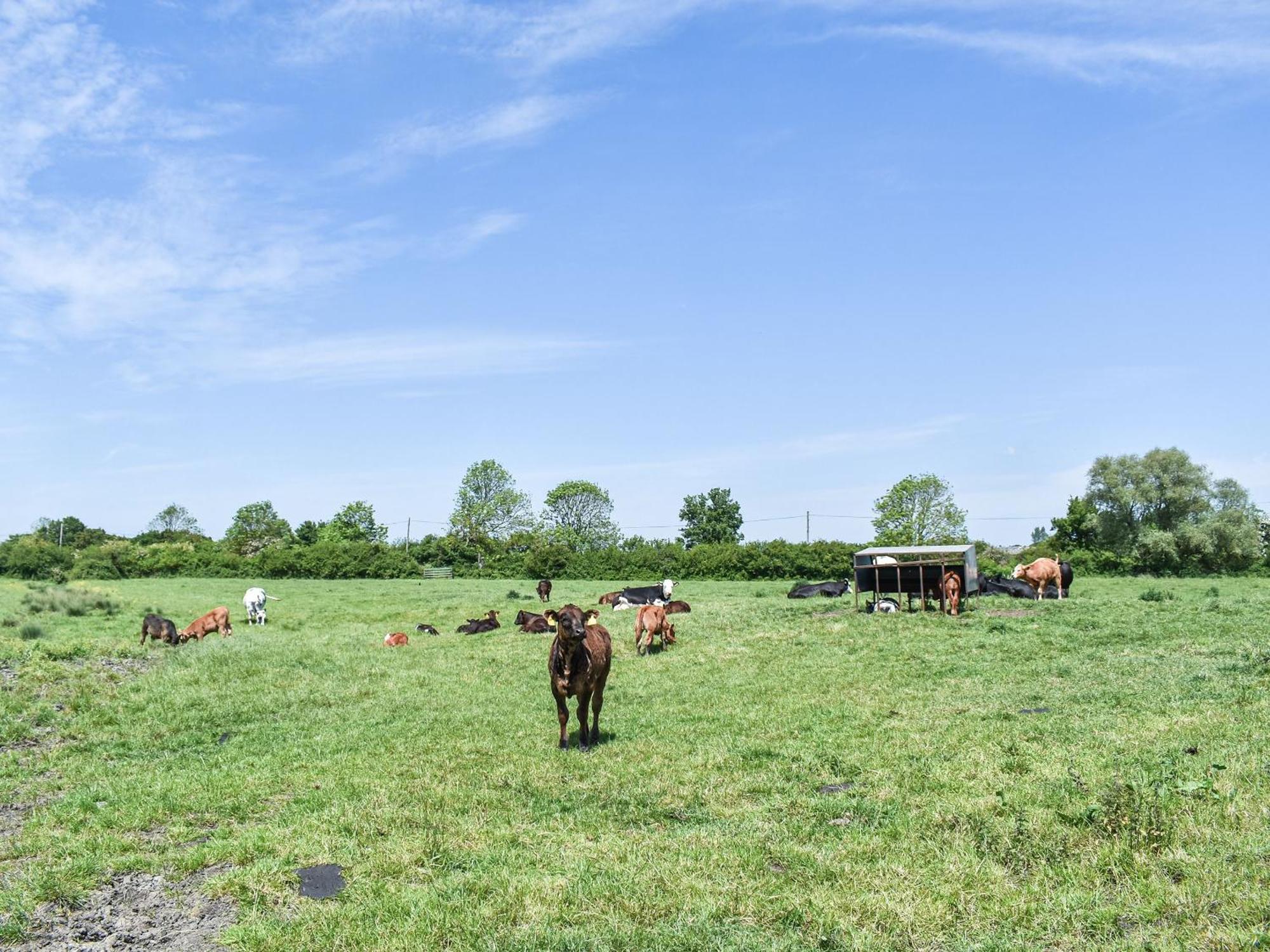 Green Acre Farm Ely Exteriér fotografie